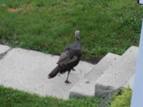 Mommy turkey out front