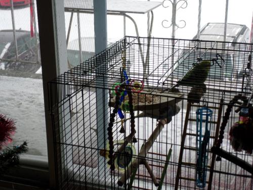 Keets on new perch and snow on balcony