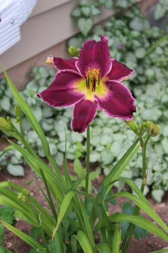 Daylily, Indian Giver...
