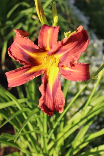 Daylily, Quilt Patch...