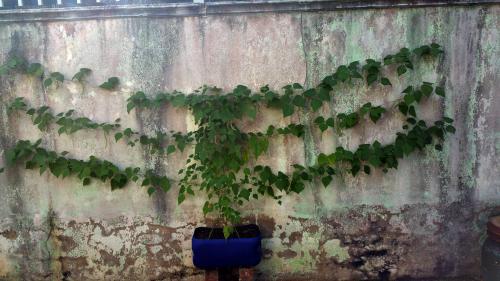 Vertical Gardening - Green Beans