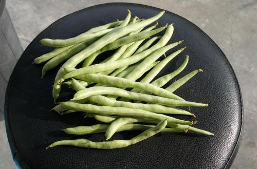 First successful green beans harvest!