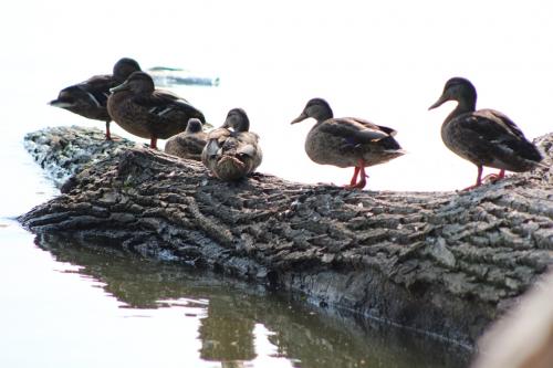 Mallard Ducks...