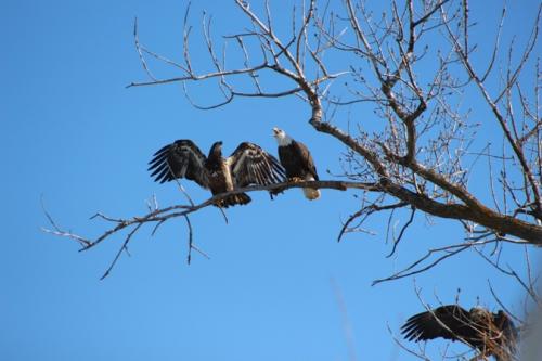 Three eagles in the tree...