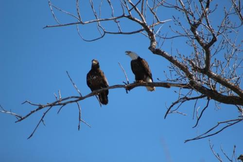 Adult & juvenile eagles...