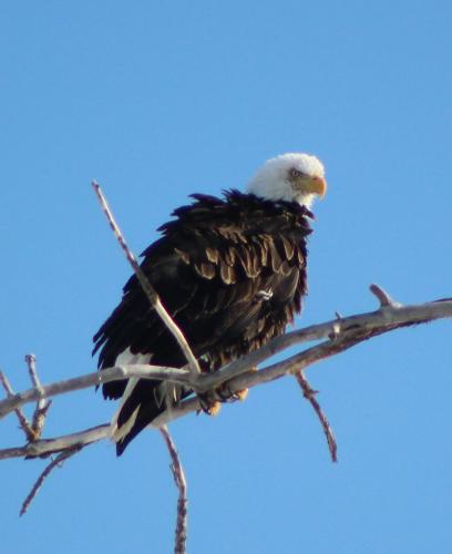 Adult Bald Eagle...