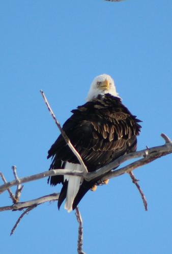 Adult Bald Eagle...