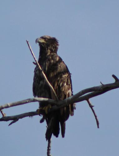 Juvenile Eagle...waiting for his white feathers on his head...
