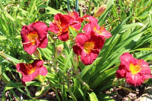 Love Conquers All Daylily...