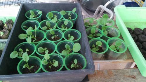 Seedlings in starter pots