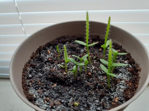 Multiple Pitaya Seedlings
