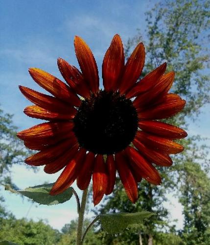 Beautiful Sunflower this year.