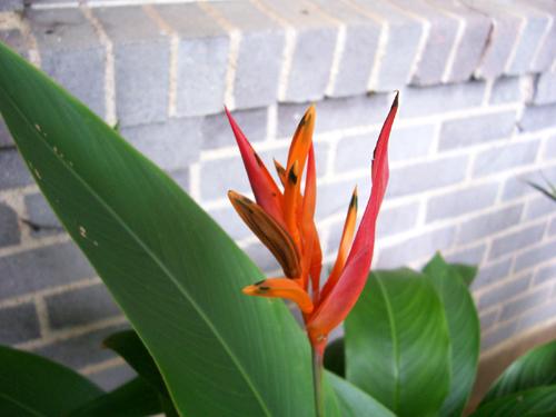 Heliconia blossom opened