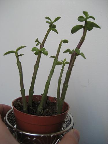 Unidentified succulent plant (1)