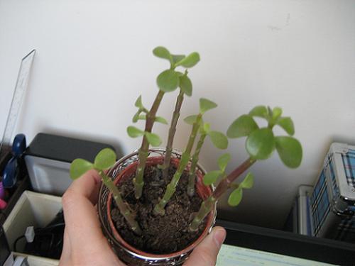 Unidentified succulent plant (2)