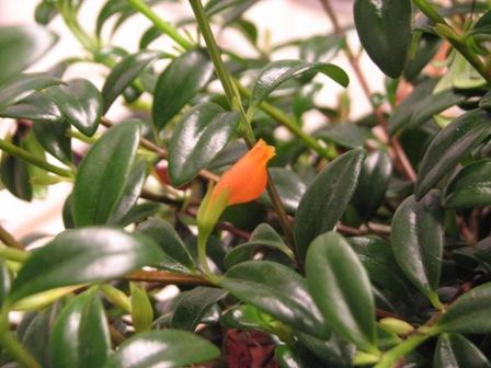 nematanthus gregarius goldfish plant. The plant is very glossy and