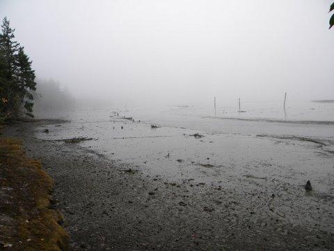 foggy Kennedy Creek - tides out