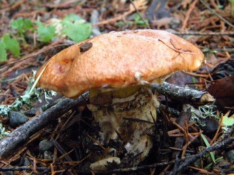 always mushrooms after the rain