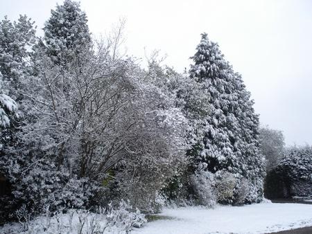 Winter view of conifers etc from roadside