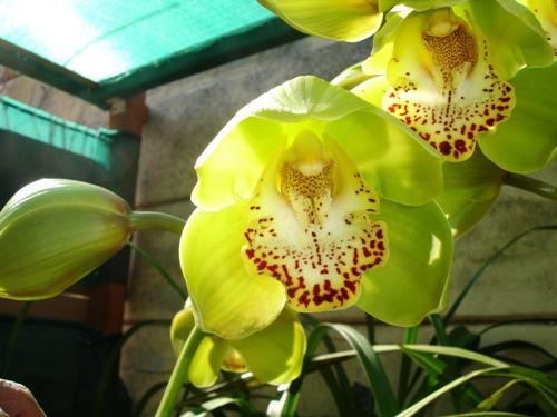 Cymbidium orchid cultivated under shade cloth