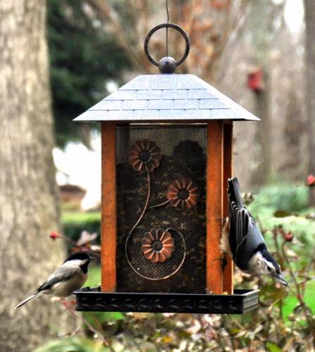 Is the bird eating upside down a nuthatch?