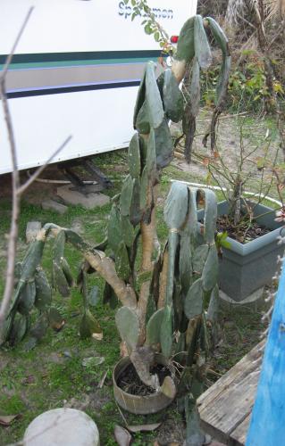 Damaged cactus