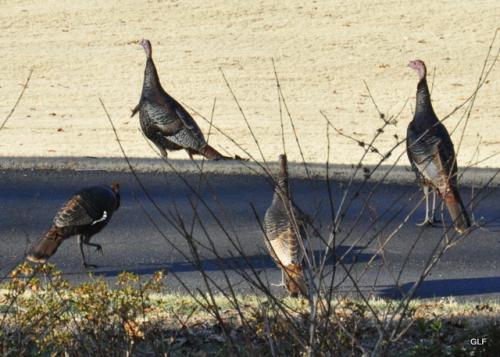 wild turkeys in back yard