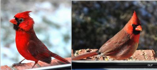 Different looking male cardinal