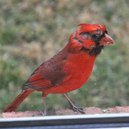 update on cardinal