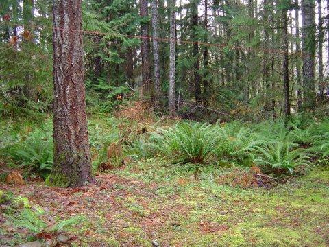 lot surrounding the cabin where the deer sleep when we and the dogs aren't here