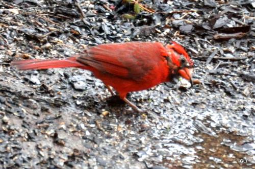 cardinal update 