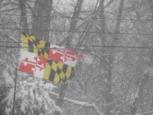 Maryland State flag...