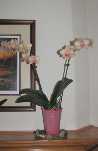 Phaleonopsis orchid