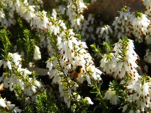 bee in the white heather
