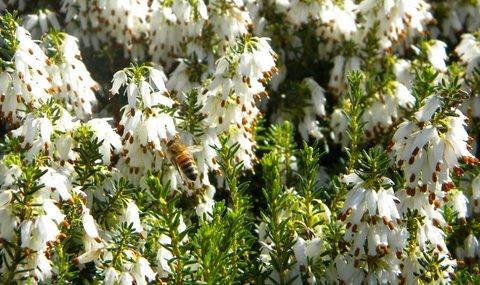 bees in the white winter heather