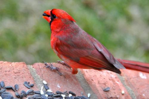 Handsome cardinal