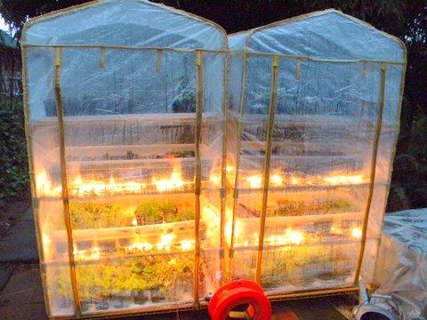 plant starts and Christmas lights - heating the soil