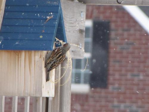Nesting sparrow...