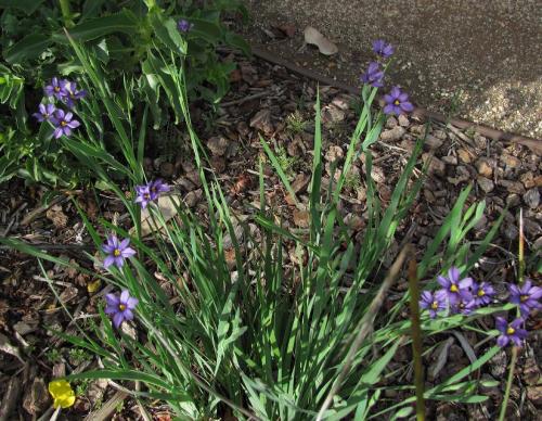 Blue-Eyed Grass in the Iris family/ sisyrinchium bellum