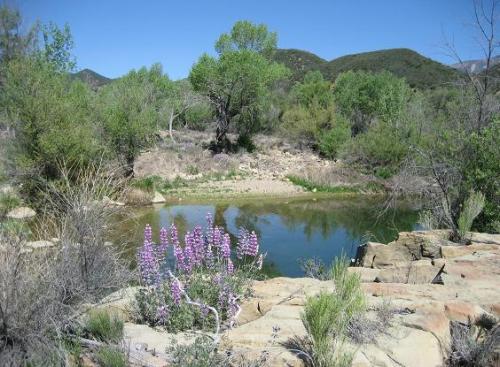 A beautiful May day along the Sespe 2009