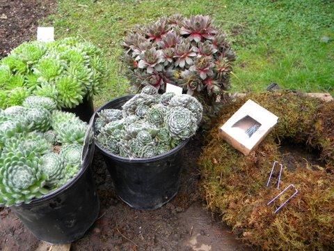 some good buys on hens-and-chicks for wreaths and pens for attaching