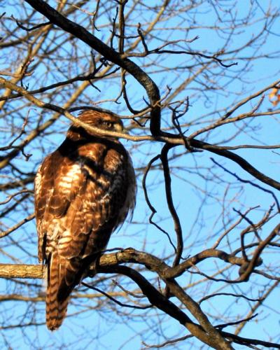 Red-tailed hawk March 2010