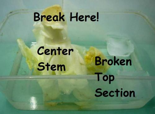 Labelled Iceberg Lettuce Stalk