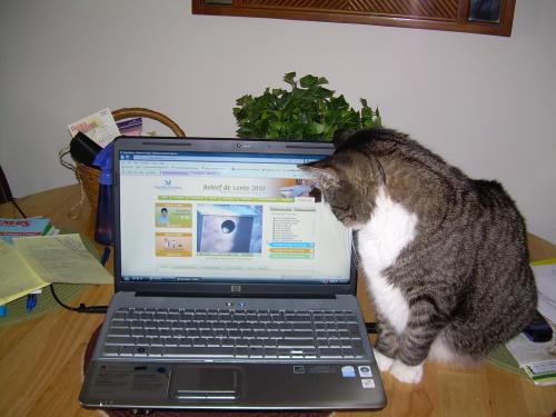 Chloe cat watching the bird website