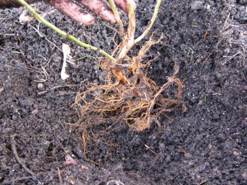 root ball ready to plant