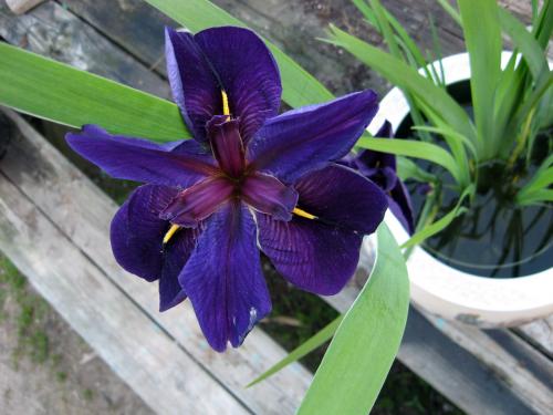 Louisiana Black Iris2