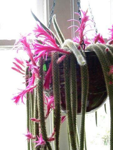 blooming rattail cactus