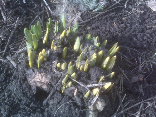 Daffodils poking thru the dirt.