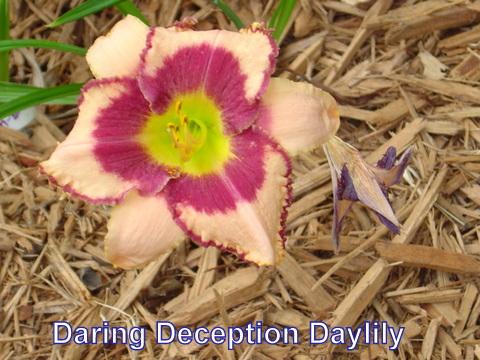 Daring Deception Daylily