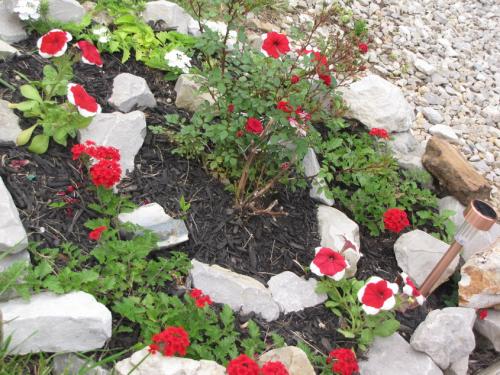 Part two of my peppermint rose garden
